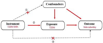 Causal relationship between genetically predicted type 2 diabetes mellitus and male infertility